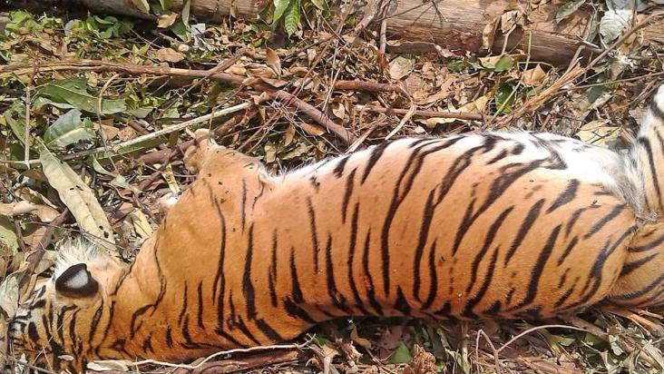 自然界中老死的狮子和老虎尸体，为何很少被发现？它们去哪里了？