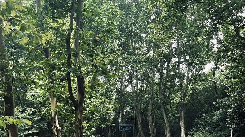 梧桐枯枝病防治术，树皮再生修复周期，黄河流域防风林带，无人机飞防作业