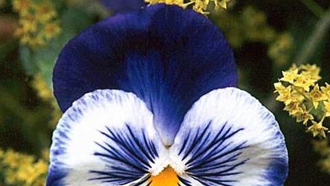 三色堇花蜜采集，蜂箱摆放距离，养蜂人合作记，授粉效率提升