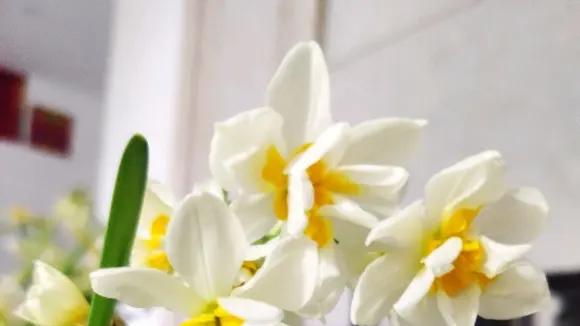 到了养水仙的时候了，现在种，春节期间开花，摆在桌上很漂亮