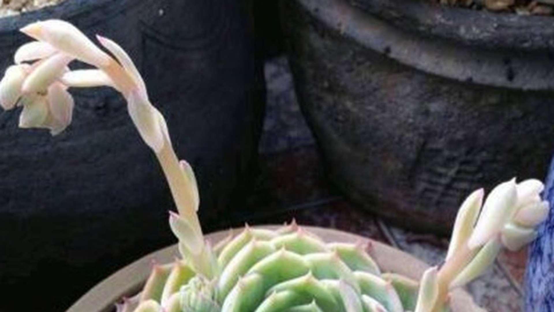 蒂亚控花技术，光周期调控实验，节日橱窗布置，花芽分化监测