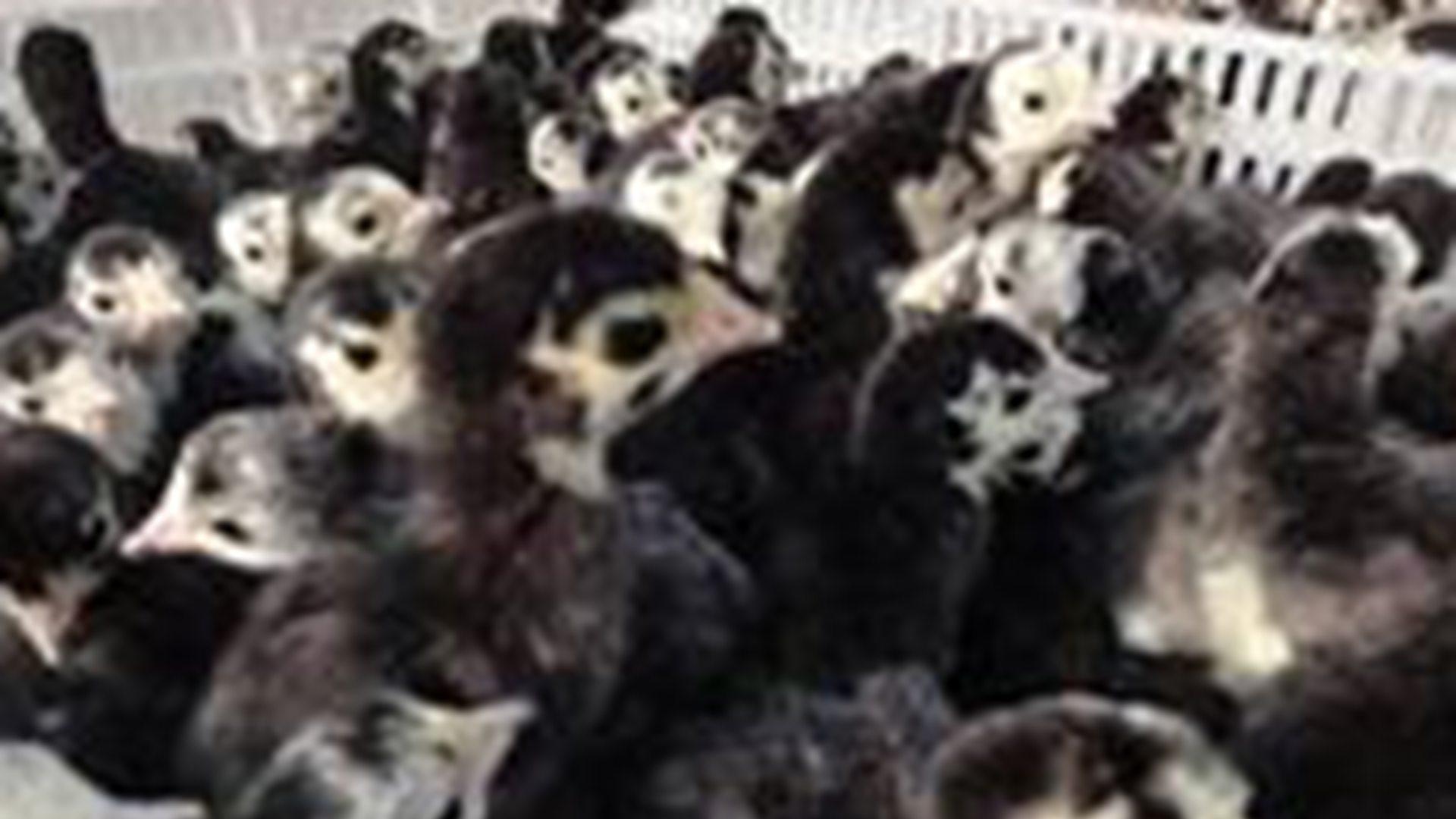 火鸡运动场，温差适应设计，西北干旱区，肉质评级达优