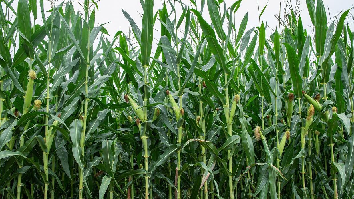 登海710玉米有什么独特之处？