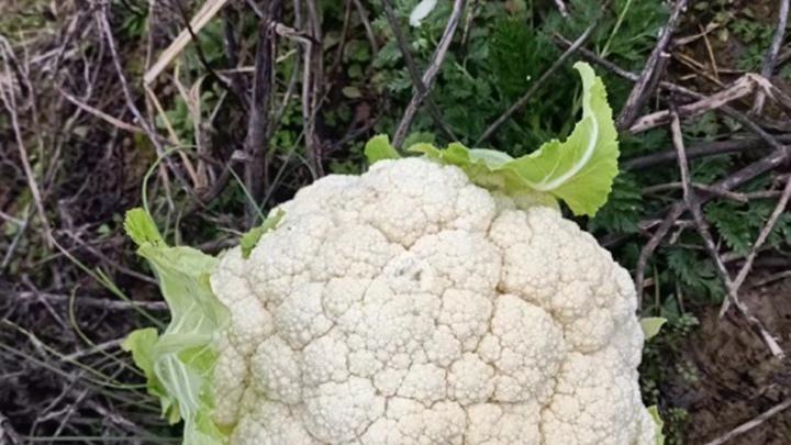 花椰菜秸秆深翻还田技术，江苏盐城滩涂改良实践，咸淡水分流与冷链采收优化
