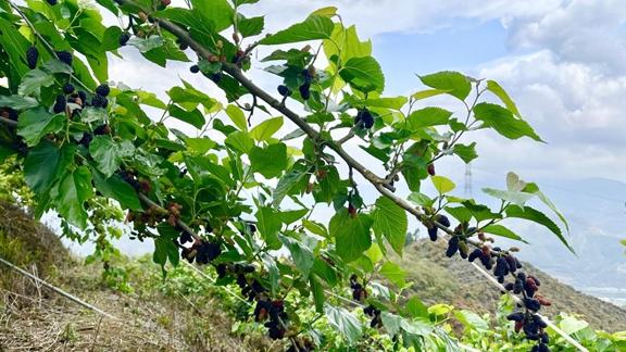 桑葚霜冻花芽防护，防霜烟熏时机，半年数据，北方果园方案