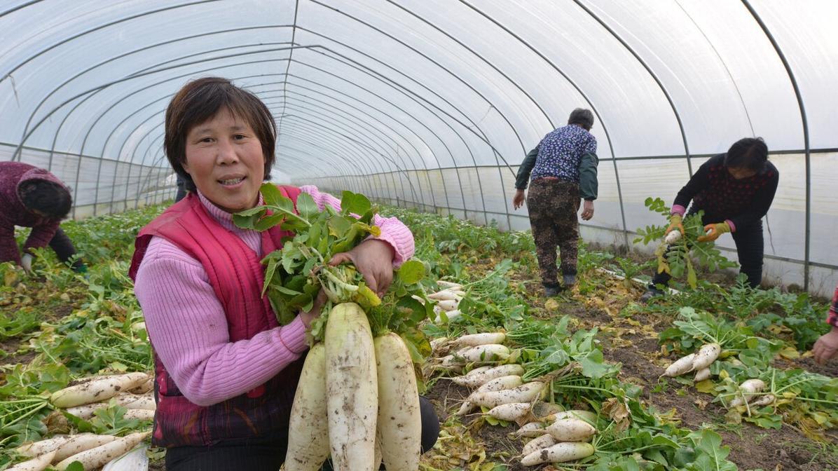 高产白菜萝卜浇水指南：教你避开误区