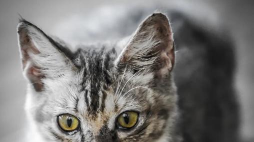 宠物空气净化器哪个牌子好用又实惠？居家品牌前十排行榜实测!