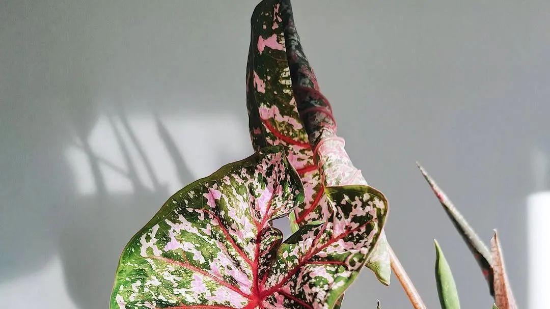 叶子鲜艳如花的彩叶芋真的适合你吗？看下它的养护难点吧