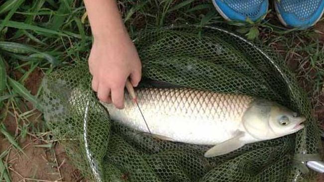 采购草鱼鱼苗，如何辨别是否经长途运输？谨慎辨别保苗质