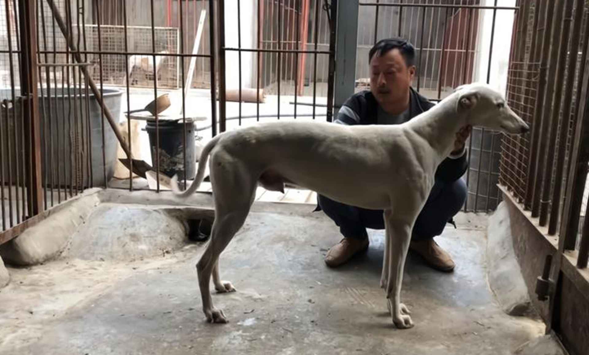 灵缇犬竞速期饲养，专业赛道训练基地，蛋白质补充比例，关节保护莫轻视