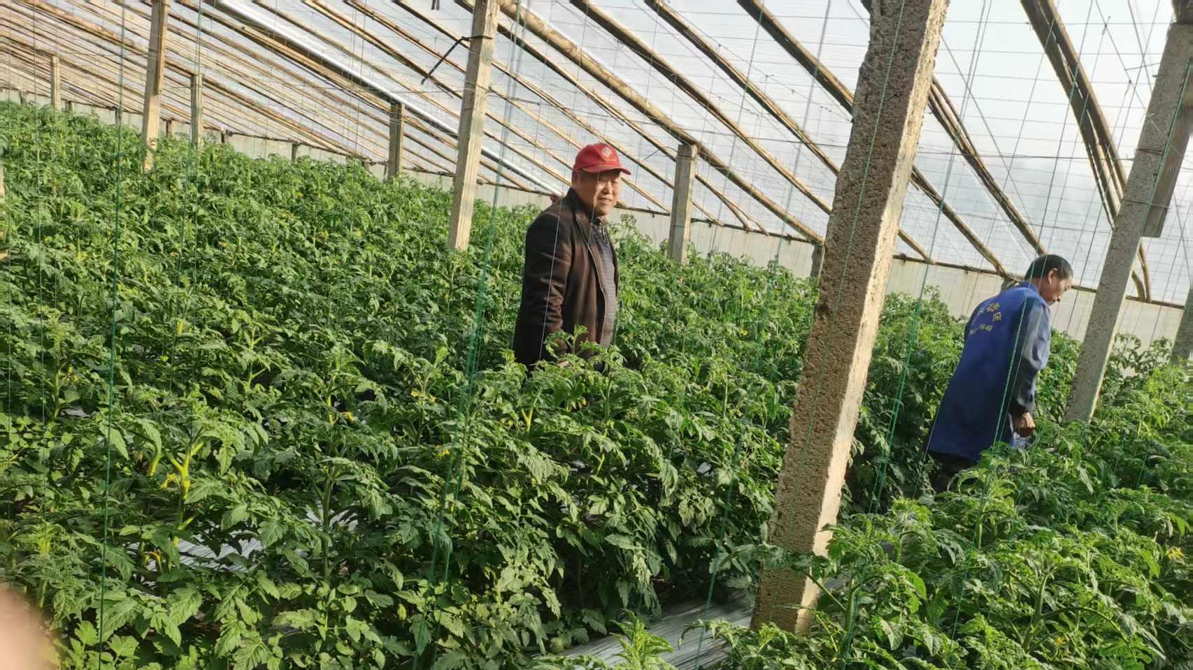 科普讲座赋能助农富 大棚番茄结出“致富果”——汝南县宿鸭湖街道桃园铺村张四成靠科学种植走上增收致富路