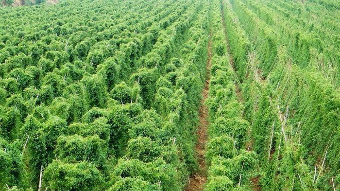 想种出高品质山药？掌握这六个关键技巧就够了！