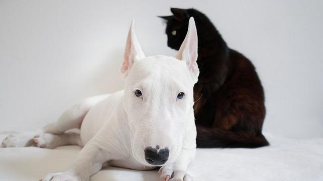 宠智灵宠物AI识别解决方案：引领多模态智能创新重构宠物行业管理新标准