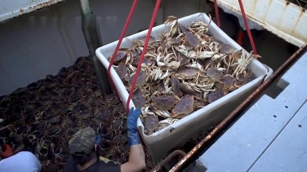 养蟹水质氨氮超标危害大，运用吸附与转化技术，降低氨氮含量​