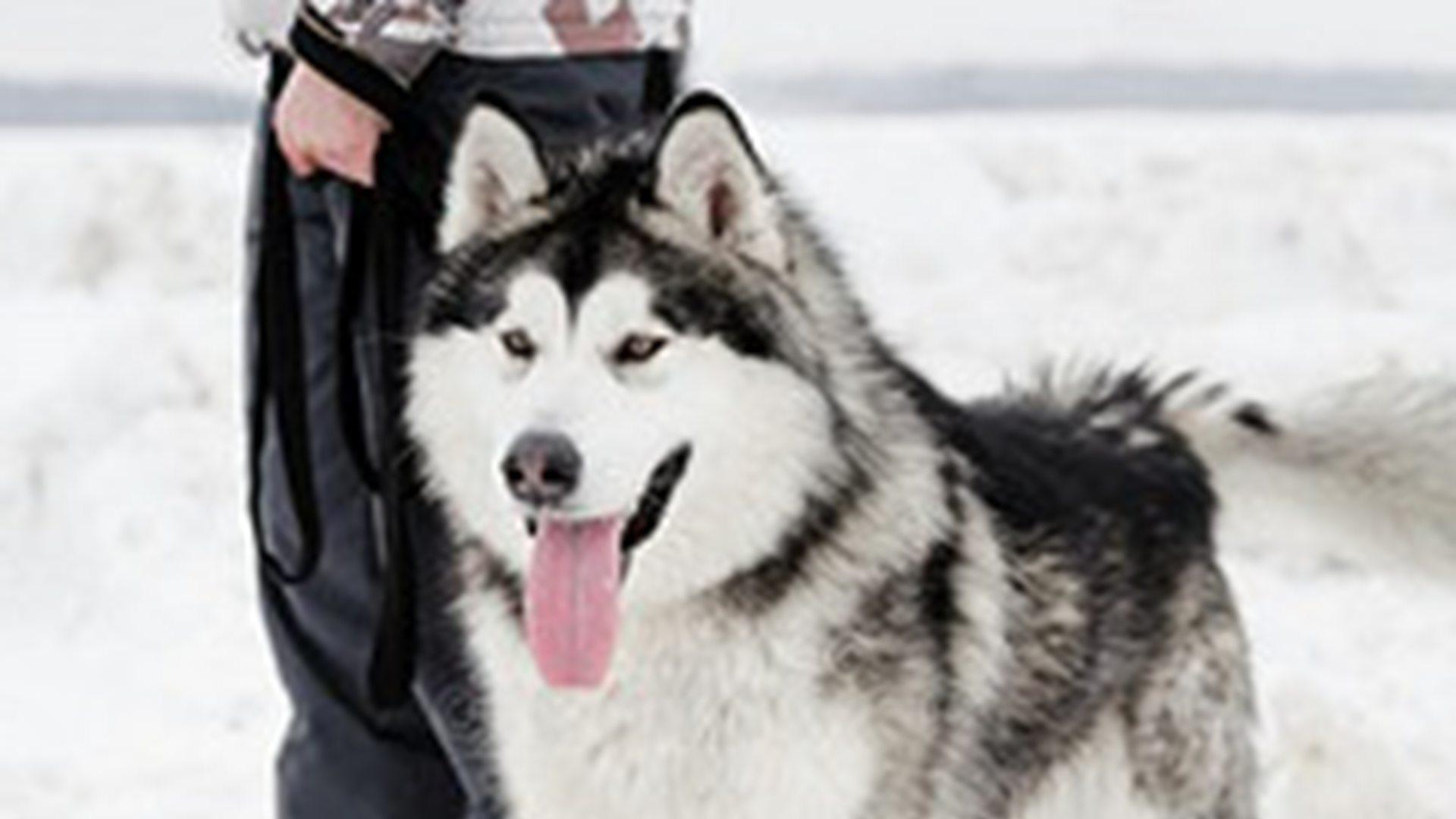 分渠道销售策略，季度利润增长显，散养土狗品牌化，加工产品进商超