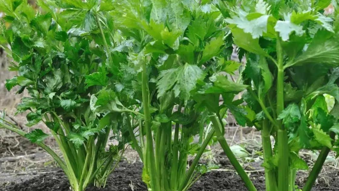 揭秘！越冬芹菜定植时间及冬前管理背后的科学依据
