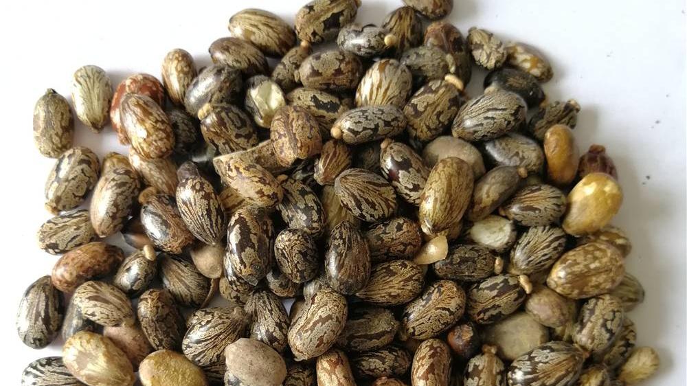 蓖麻毒素处理，安全灭活工艺验证，P3实验室规程，毒性残留检测