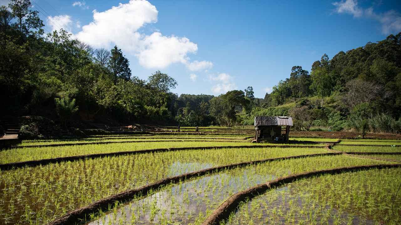 豆类固氮培肥地力，薯类深耕松土保墒，谷类密植增群体产量