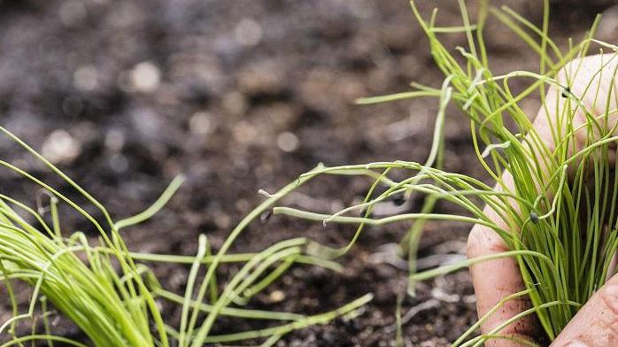 高原韭菜移栽技巧分享，网友经验助力高产，品质优良值得推广