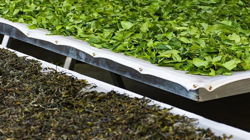 2025茶老板现状：头顶三座大山！躺不平卷不赢，能熬一天算一天！