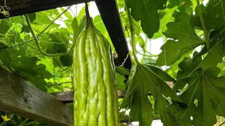 苦瓜对温度敏感，低温易受冻害影响，防寒防冻新技术，保障植株安全