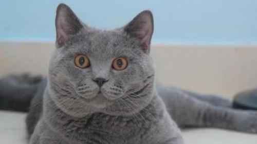 夏特尔猫 Natural SH：法兰西的蓝绒绅士