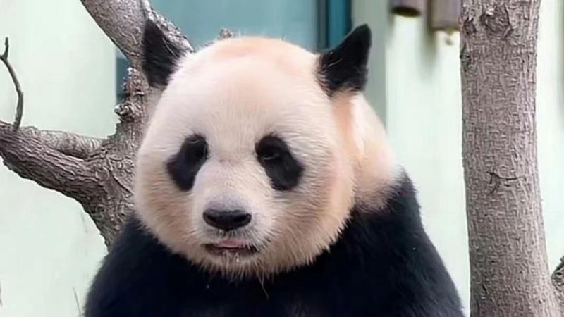 青岛动物园大熊猫“缘小”和“贝贝”将离开青岛