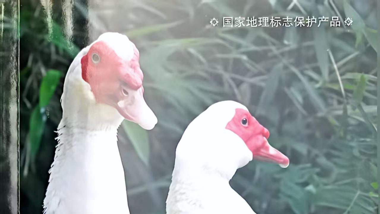 阳新本土养殖宝典问世《阳新屯鸟实用养殖技术》正式出版