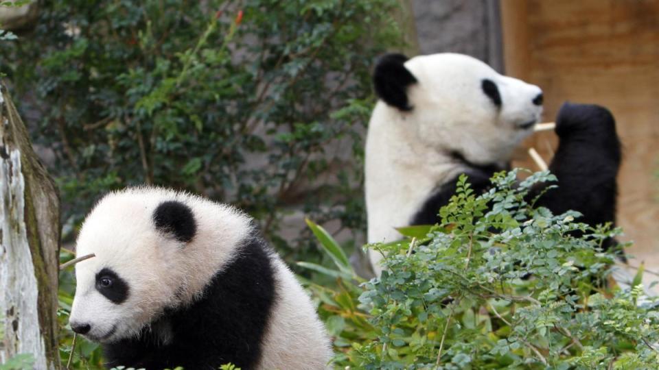熊猫即将返还中国，虽然老百姓喜欢熊猫，但70%日本人觉得没必要再租借