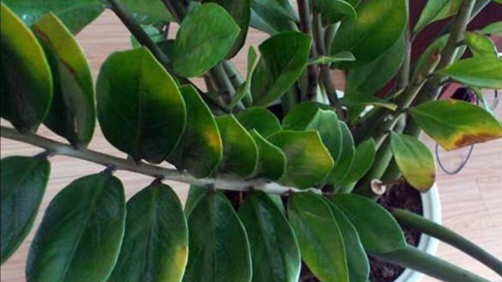 金钱树叶子发黄怎么办？探寻背后的原因及解决对策