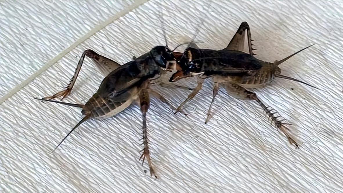 《昆虫记》中的音乐家和建筑师：蟋蟀的奇妙世界