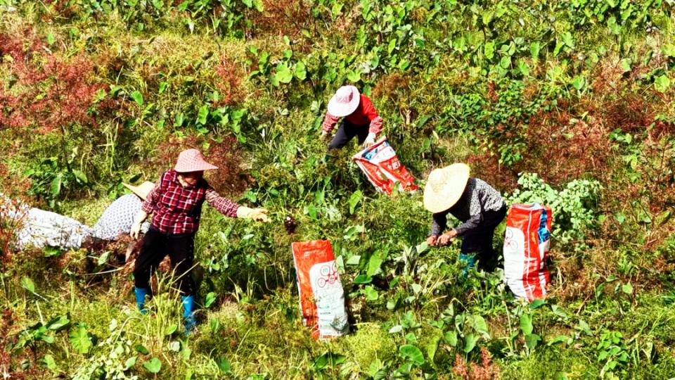 香甜粉糯、口感松软！太和这种槟榔芋你吃过吗？