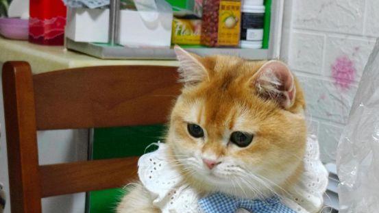 什么猫粮好适合金渐层吃？2025最值得推荐的3款健康猫粮分享