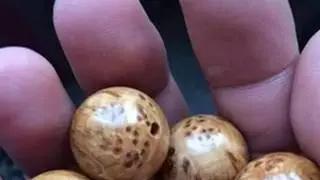 崖柏长毛怎么办？