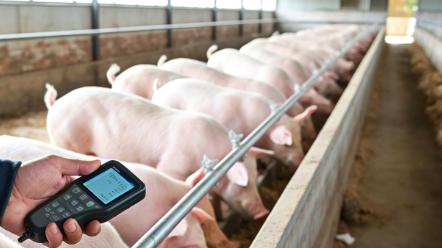 12 月出栏有风险，猪价要到 2026 年才盼到头？