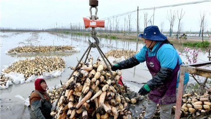 高湿环境病害多，莲藕气流循环方案，真菌防控15天
