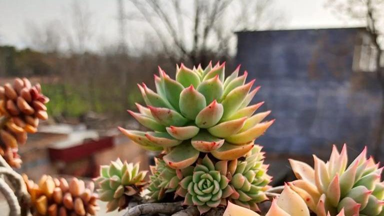 三色堇抗倒春寒，预警系统搭建，高山种植项目，温度梯度保护