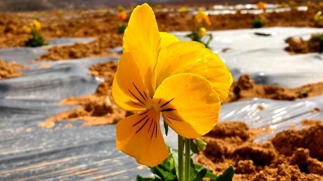 三色堇花茶开发，采摘时段研究，茶饮品牌联名，食品安全检测