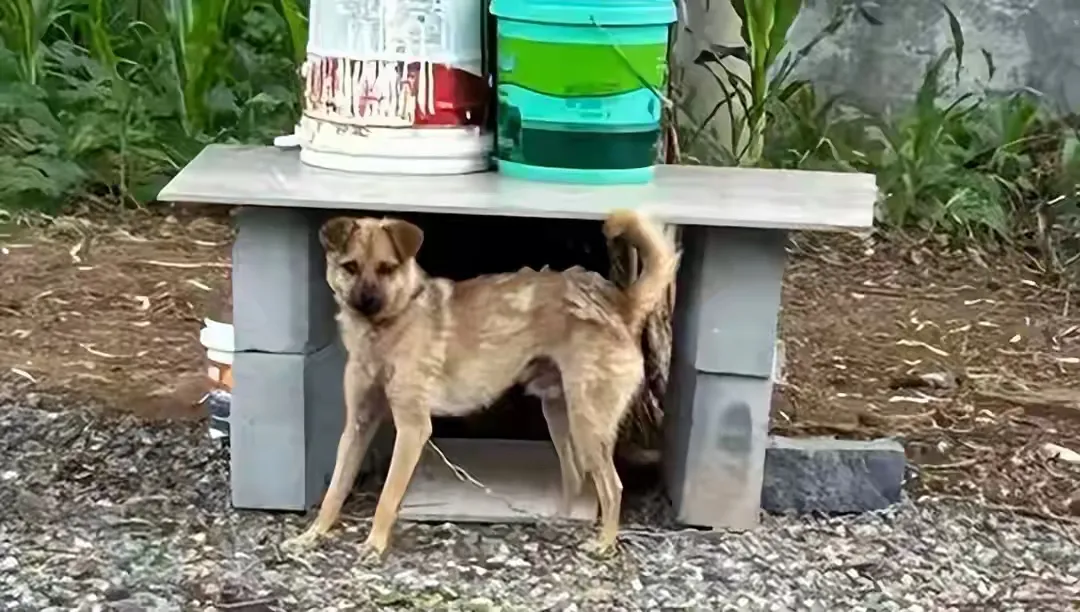 狗咬人引发血案！7人破门打砸，60岁父亲反击，正当防卫？