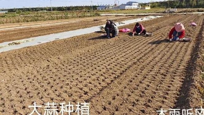 大蒜种植技巧分享，出苗齐整长势好，轻松掌握关键步骤