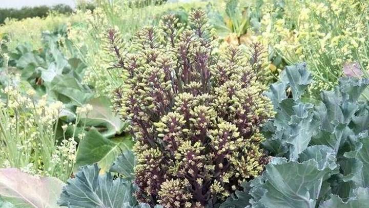 椰糠基质无土栽培花椰菜，根际微喷技术防高温，冷链运输前采收实验