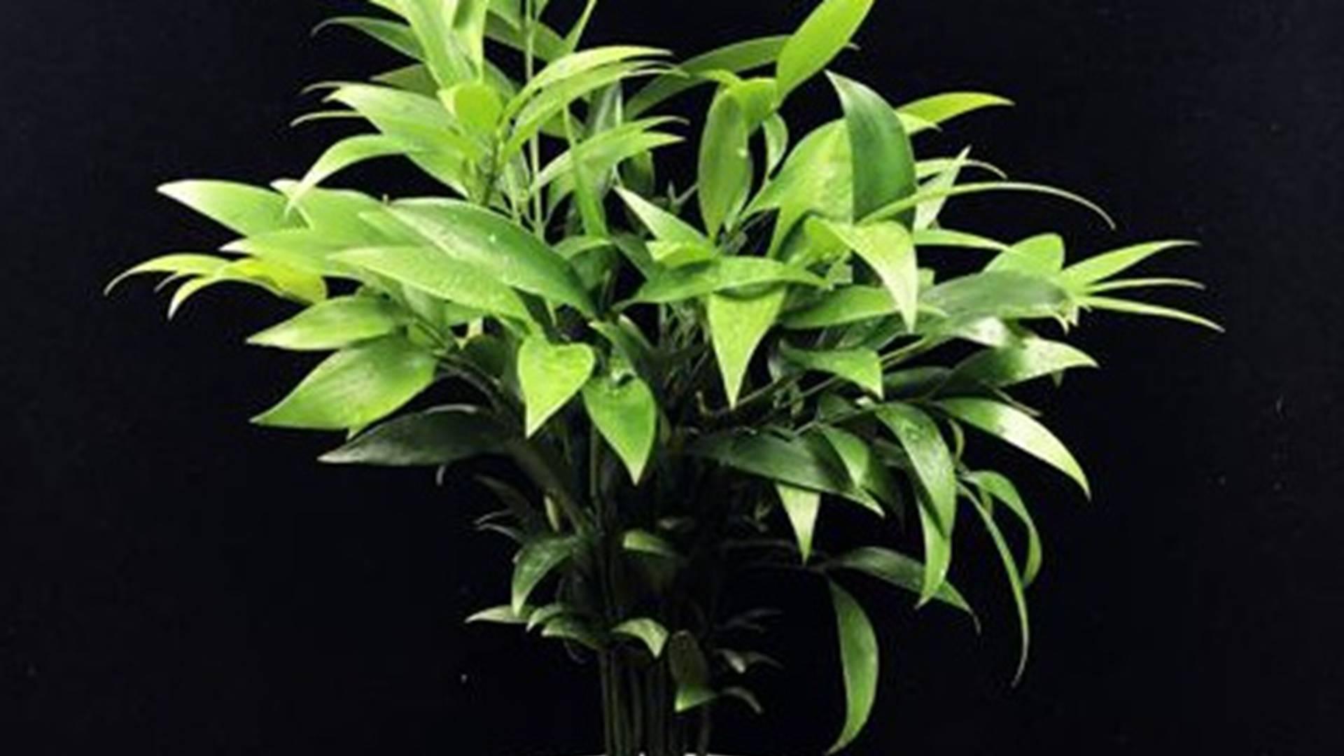 鸟巢蕨雨林造景，智能雾化系统，生态体验馆案例，定时器设置关键