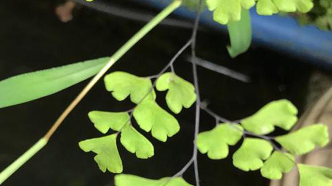 铁线蕨古法繁殖考，《群芳谱》记载解，传统文化研究录，孢子播种用素瓦