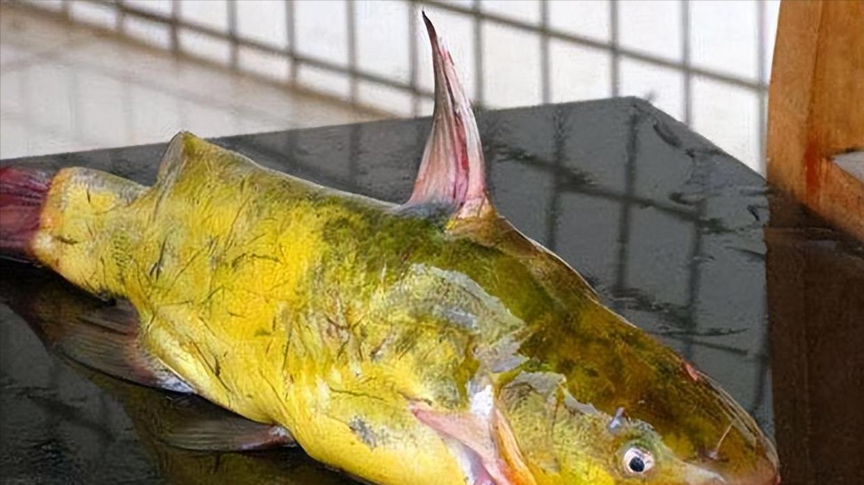 钓个鱼竟被鱼“反杀”！浙江男子被黄辣丁毒刺扎进后背，这鱼报仇来了？