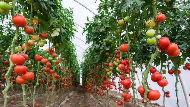 种植西红柿的两剪刀法则，粗壮植株培育技巧，高产果实轻松收获