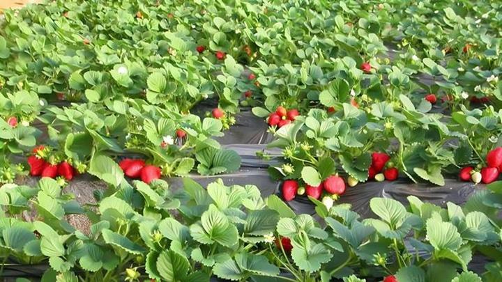 草莓露地种植鸟害防治技术，声光驱鸟设备应用要点，套袋与冷藏运输管理规范