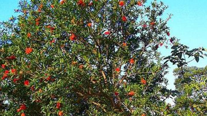 果实品质分析, 品质指标与提升, 四川广元果实品质分析方案, 石榴树果实检测