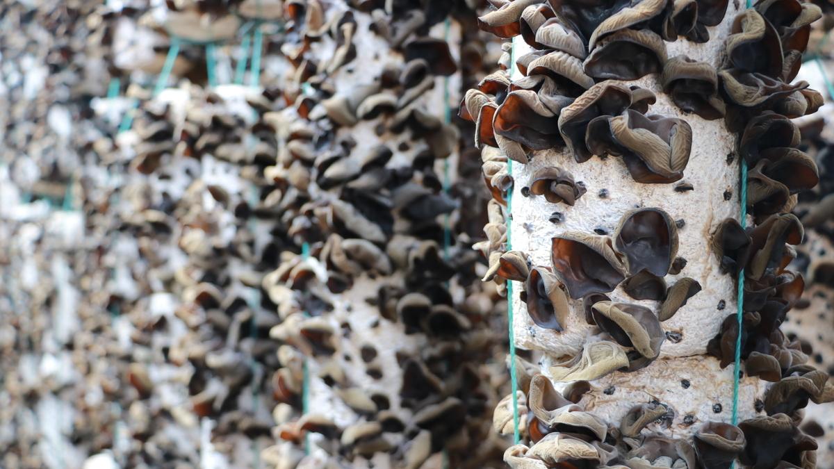 “粉红木耳”产销两旺，青岛这里种出食用菌界“网红”