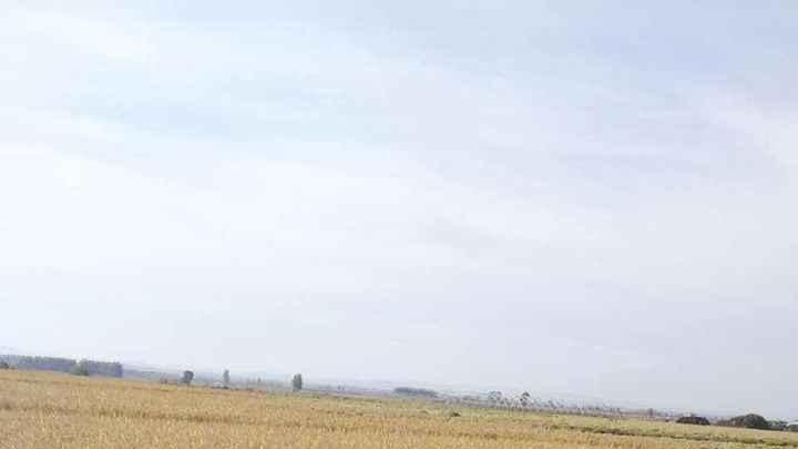 水稻抽穗期田间管理要点，科学施肥与灌溉，确保高产稳产