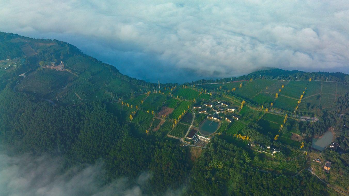 出谋划策！巴南区以茶为笔绘就 乡村振兴经济增长新画卷